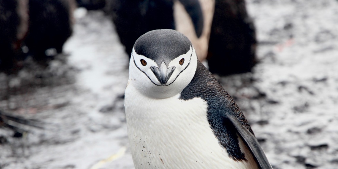 Penguins sleep