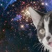 NASA cat video streamed from space