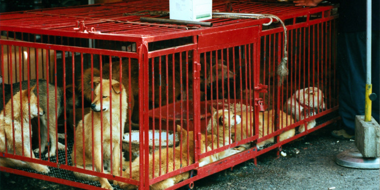 South Korea bans dog meat trade