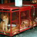 South Korea bans dog meat trade
