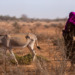 Climate change Africa