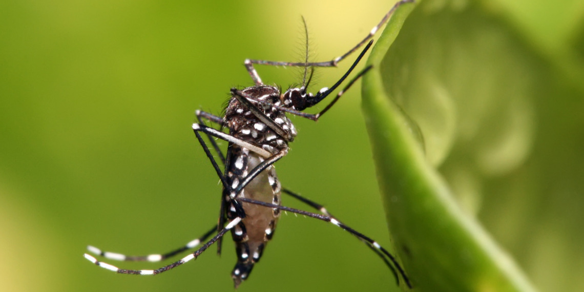 Dengue fever