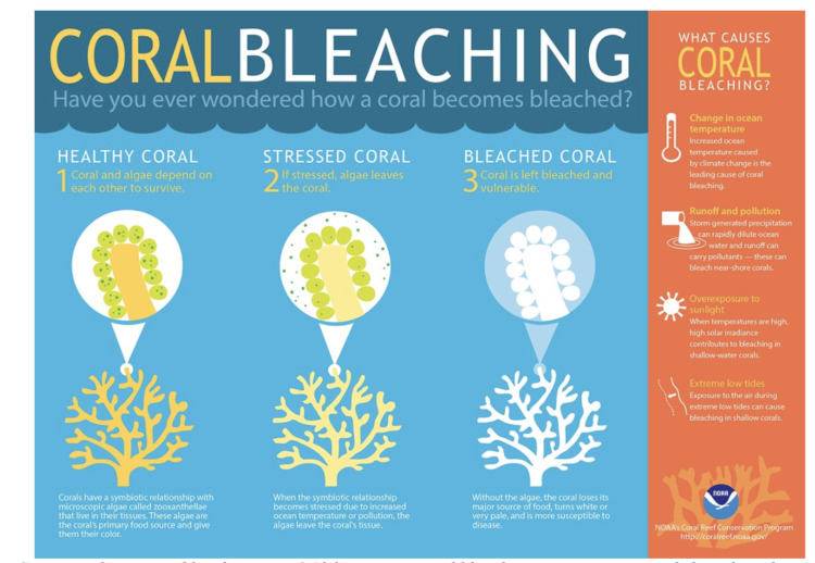 Fourth Global Bleaching Event Threatens Corals Worldwide - Impakter