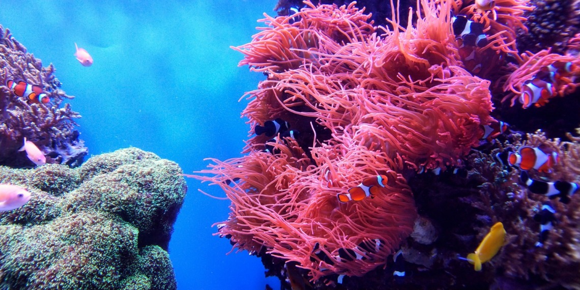 Coral bleaching
