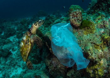 Pathway to a Plastic-Free Future: Mobilizing for Change at INC-4