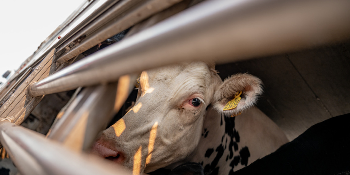 Vaccine Cows