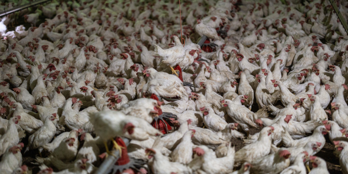 bird flu