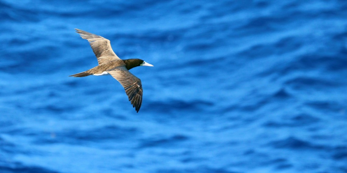 Caribbean Biodiversity Fund