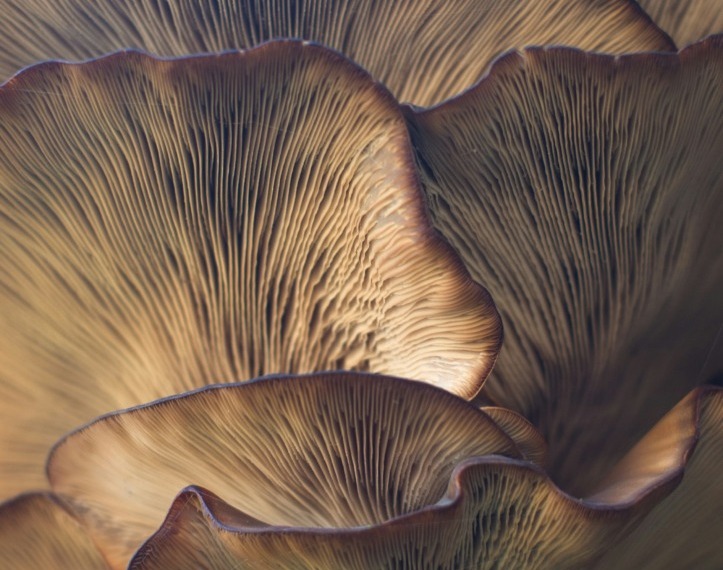 Mycocycle