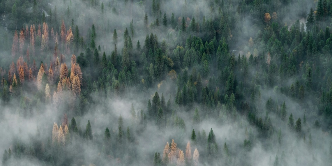 carbon offsets