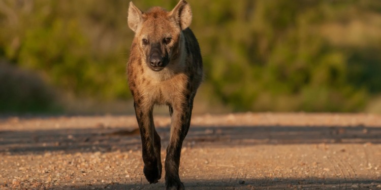 Vultures Hyenas