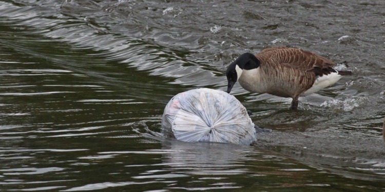 A bird pecks at a plastic bag in a polluted river, symbolizing the decline in water quality in Europe.