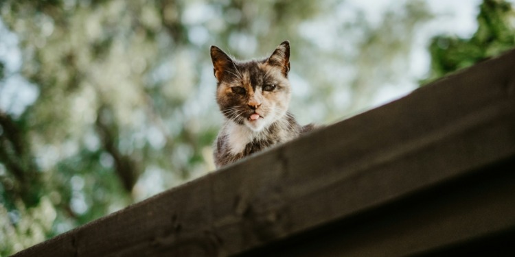 Cats well-being