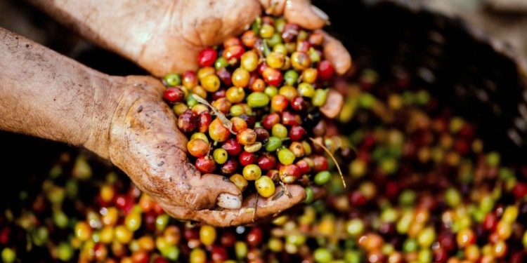 Starbucks expands innovation farms to address climate challenges in coffee production