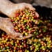 Starbucks expands innovation farms to address climate challenges in coffee production