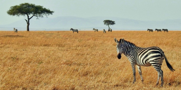 UN Biodiversity Conference