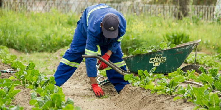 Farmers use stewardship to balance sustainable crops, land management, and financial health.