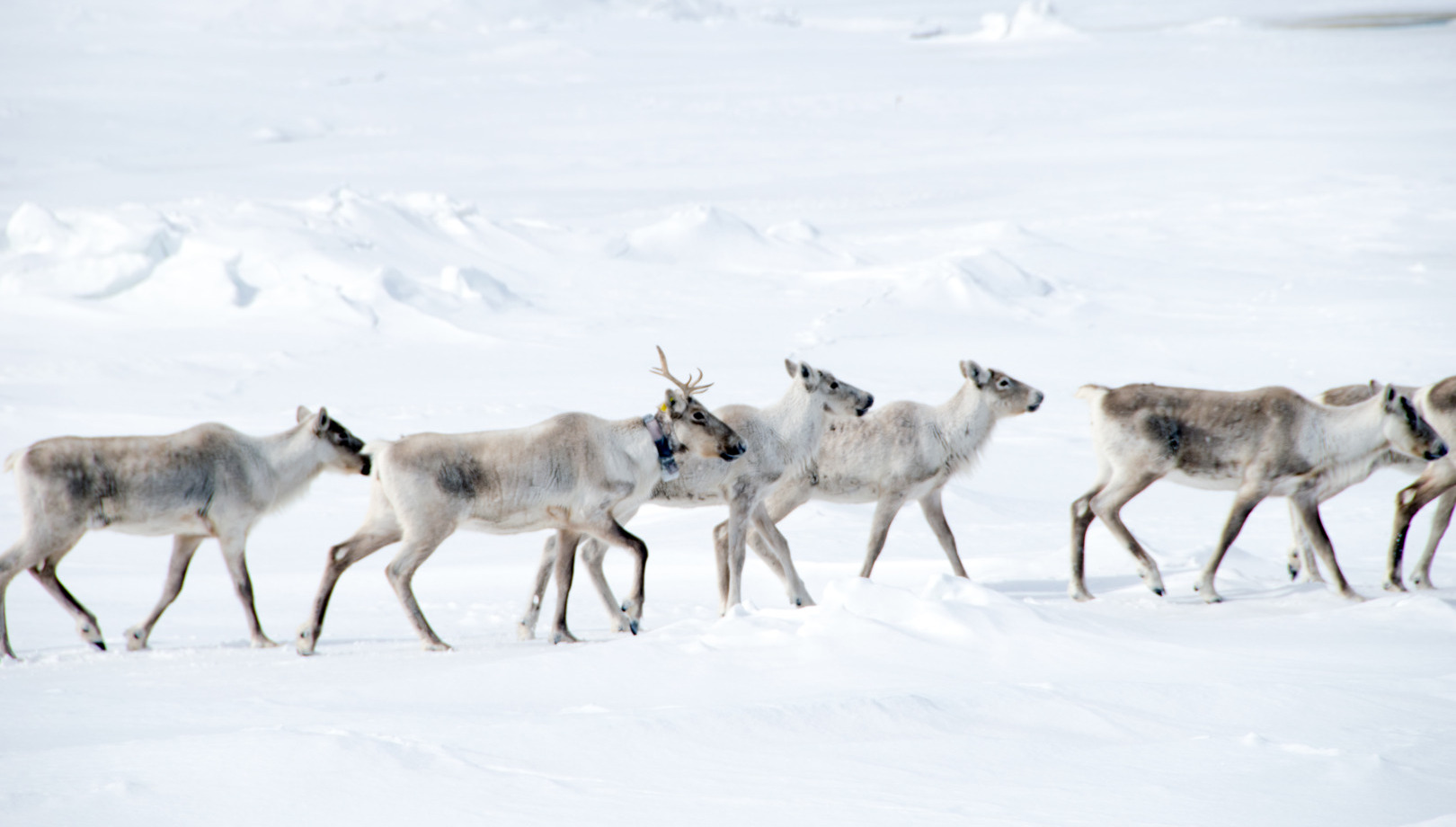 Arctic carbon dioxide