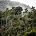 ESG news regarding Microsoft restoring Amazon rainforest, Germany pushes to delay CSRD, Amazon leads in renewable energy again, Indonesia launches carbon market