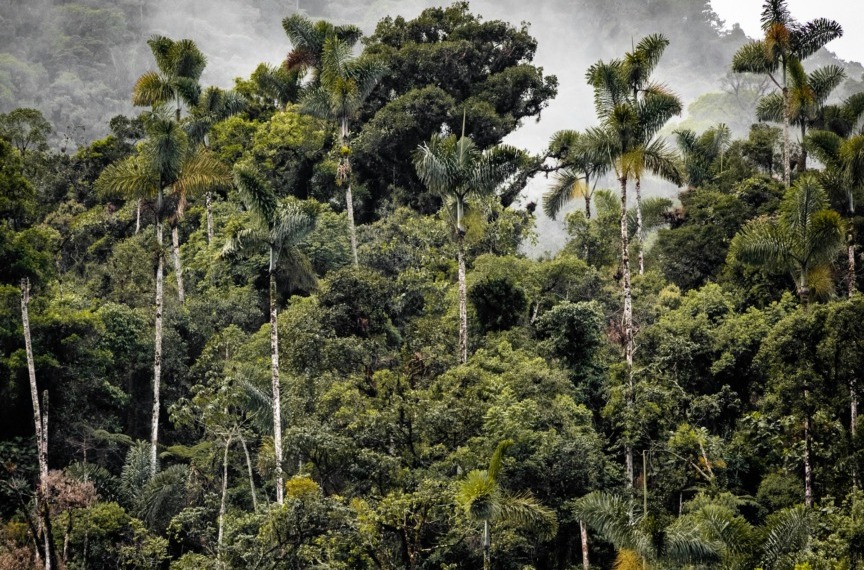 ESG news regarding Microsoft restoring Amazon rainforest, Germany pushes to delay CSRD, Amazon leads in renewable energy again, Indonesia launches carbon market