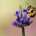 Biodiversity Credits