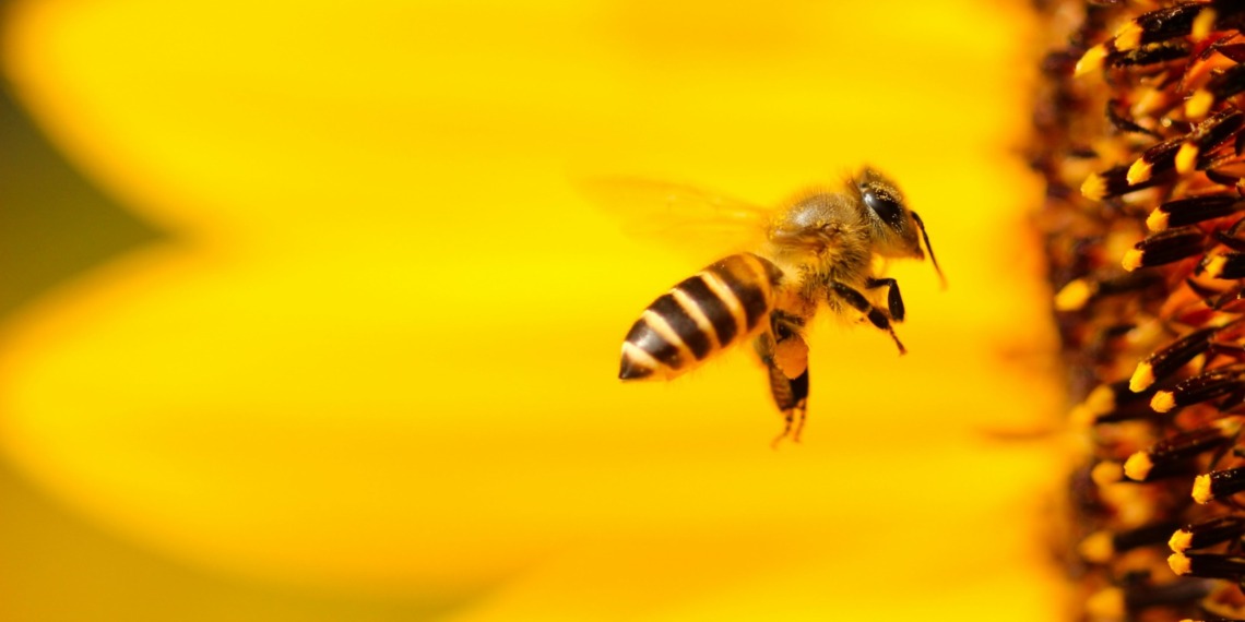 Bee populations