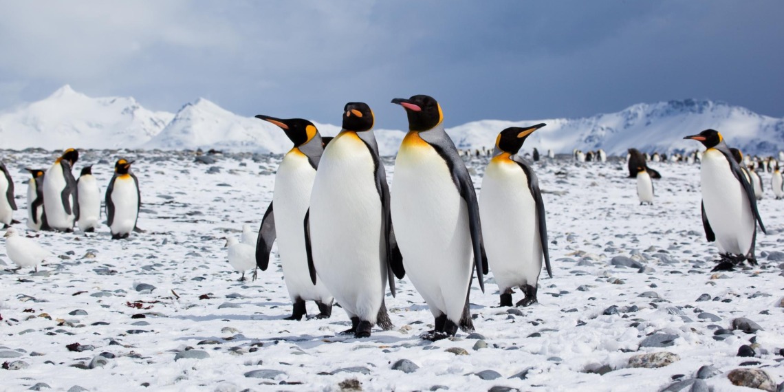 Penguin Poop