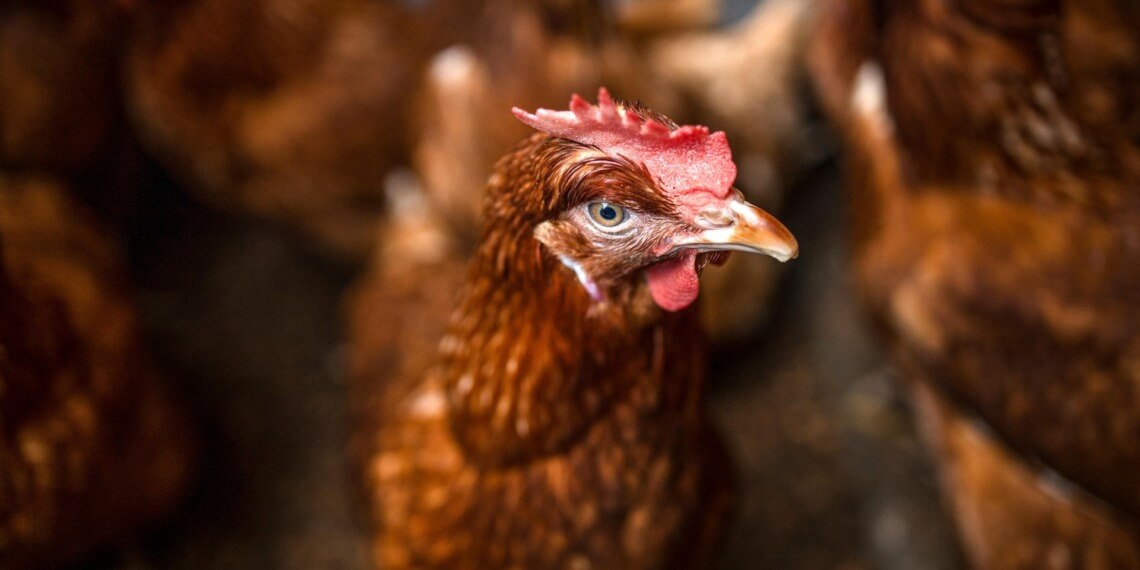 Avian Influenza