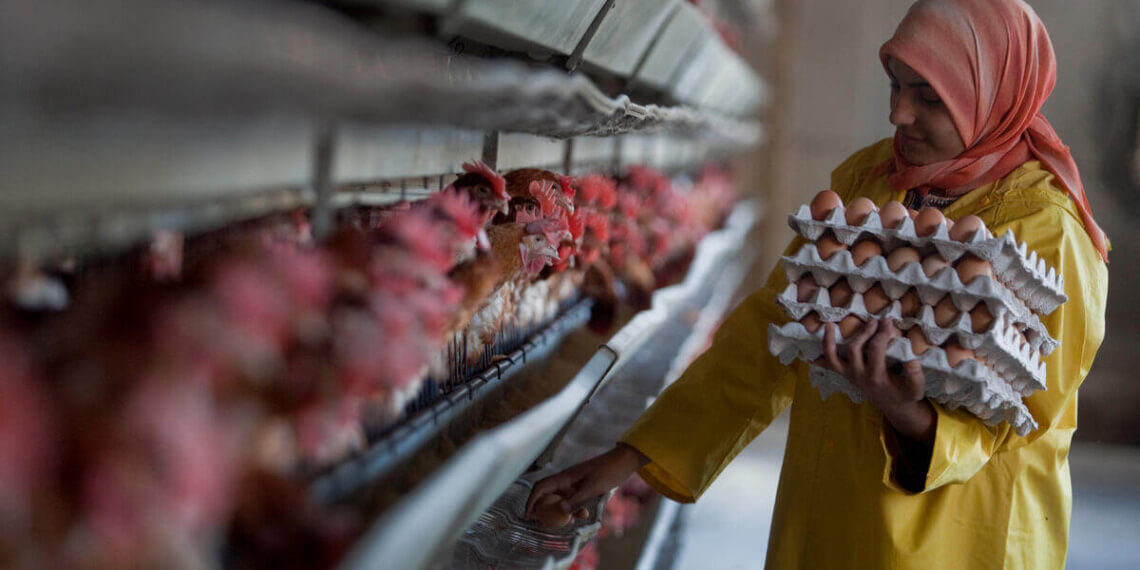 Avian Influenza
