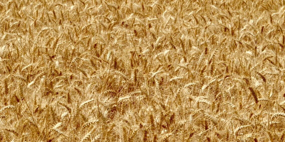 wheat rust