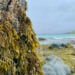 ESG News regarding Chile’s Kelp Forests at Risk