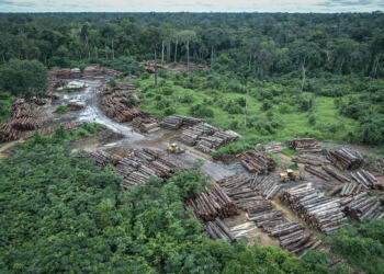 Brazil’s Carbon Credit Schemes Linked to Illegal Logging