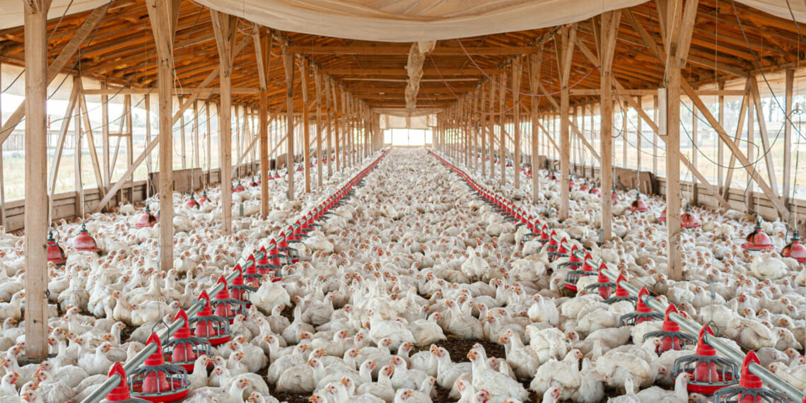meat climate change