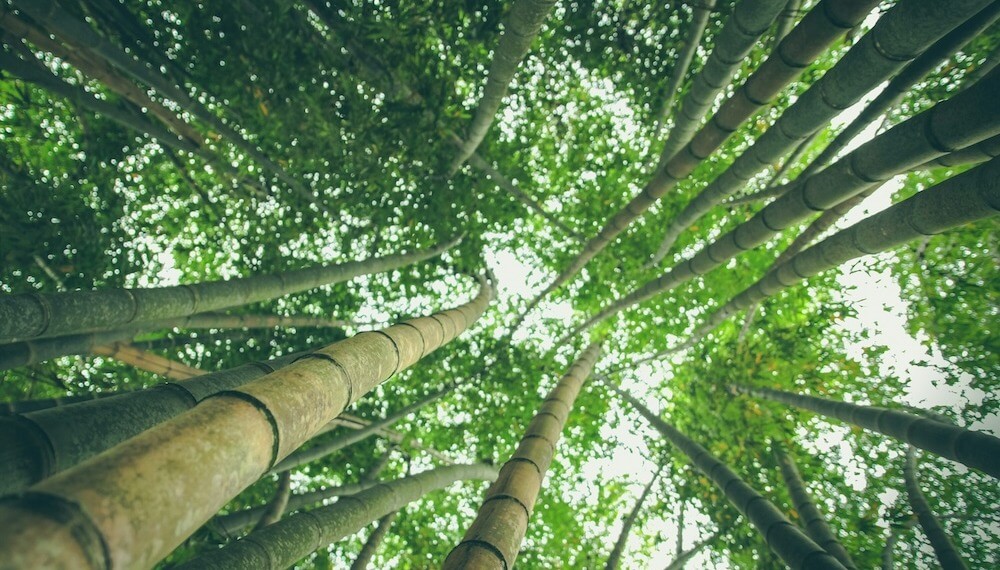 China is investing in Brazil’s Tropical Forests Forever fund.