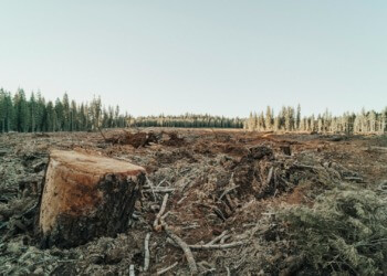 ESG news regarding EU deforestation laws, the green funding gap in the EU, UK’s finance minister announces National Wealth Fund investment in carbon capture, BRICS demand that wealthy nations fund the transition to a greener global climate