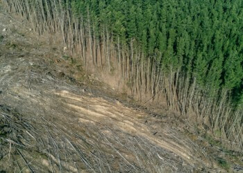 ESG news regarding EU delays anti-deforestation law, Nvidia invests billions in openai, EU and Indonesia finalize trade agreement, UK’s energy secretary positive about climate action