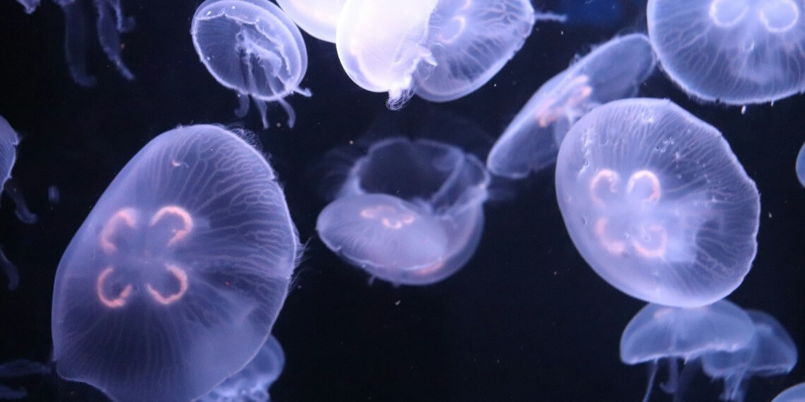 moon jellyfish invasions have affected coastal areas