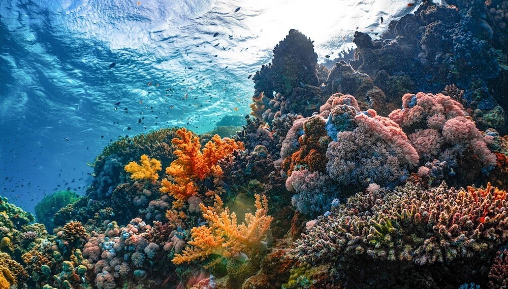 The rising temperature of the world’s oceans is visible in the bleaching of once-vibrant coral reefs around the globe.
