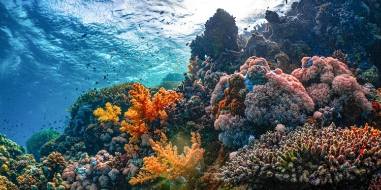The rising temperature of the world’s oceans is visible in the bleaching of once-vibrant coral reefs around the globe.