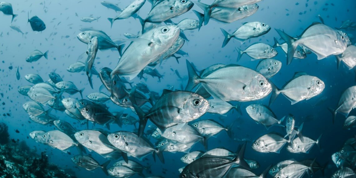 WTO Agreement Fisheries Subsidies
