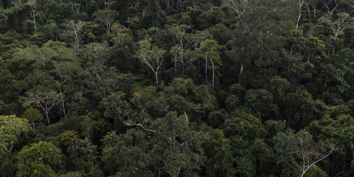 The Amazon rainforest is often called Òthe lungs of the world.Ó It produces oxygen and stores billions of tons of carbon every year. The Amazon rainforest covers more than 60% of the landmass of Peru. USDA Forest Service photo by Diego Perez.