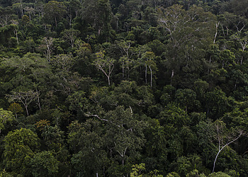 Encouraging Evidence of Momentum in Negotiations at COP30