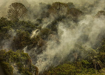 EU Parliament Supports One-Year Delay to Deforestation Regulation