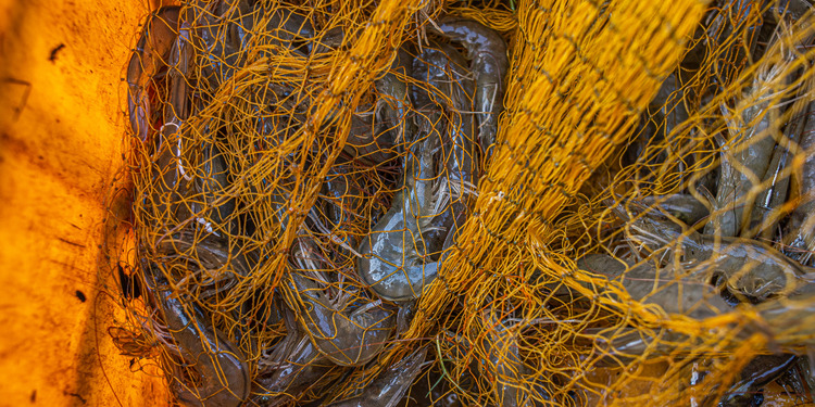 Freshly caught live shrimp and prawns entangled inside a harvesting net on an Indian aquafarm. Matlapalem, Andhra Pradesh, India, 2022. Photo Credit: Shatabdi Chakrabarti / We Animals