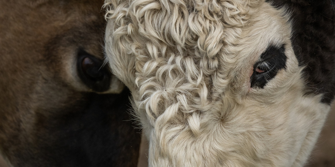 Animal Health