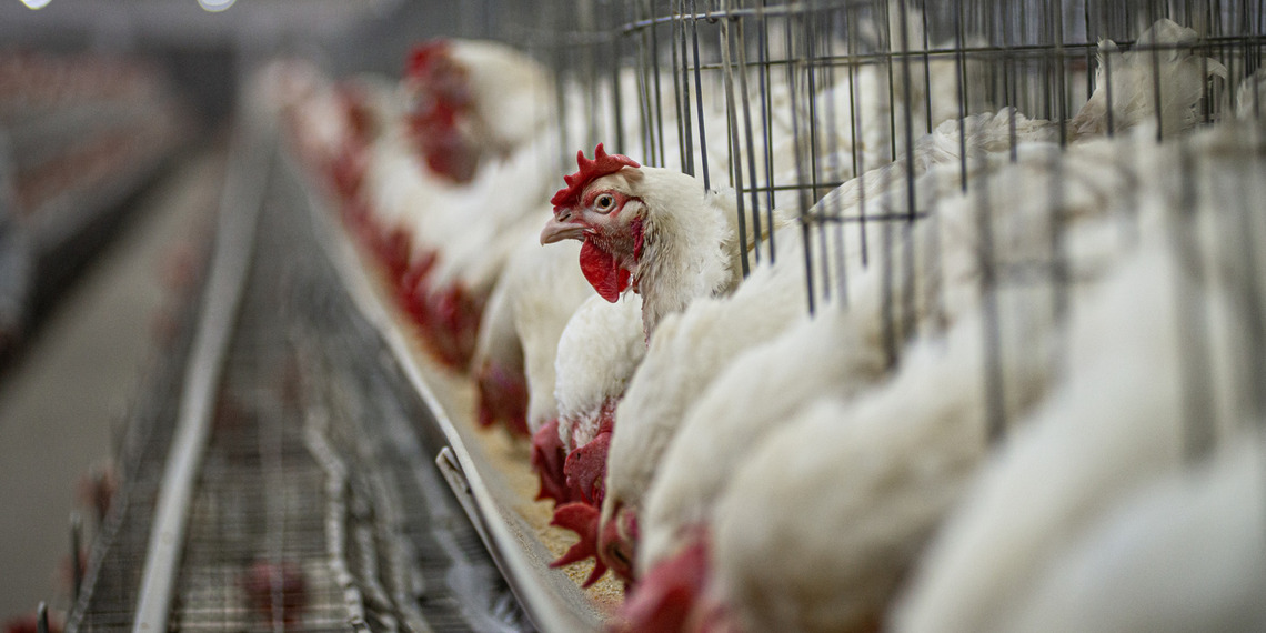 Chickens in battery cages at a chicken parent farm begin vigorously eating after a worker poured feed into a plastic trough along the row.