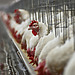 Bird Flu: What the First Death From Rare H5N5 Strain Reveals About US Public Health