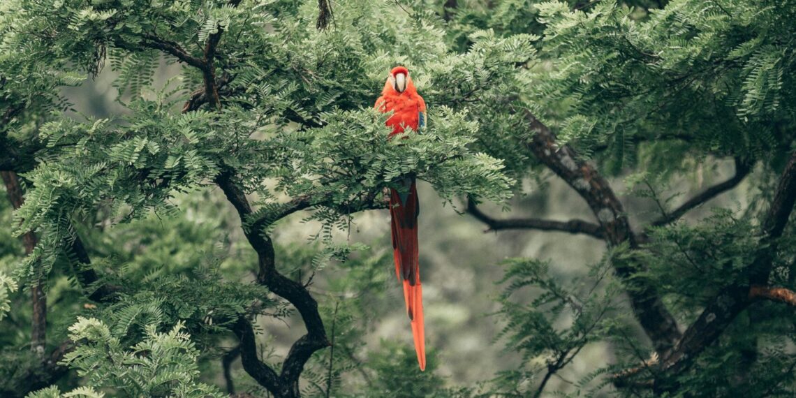 nature finance