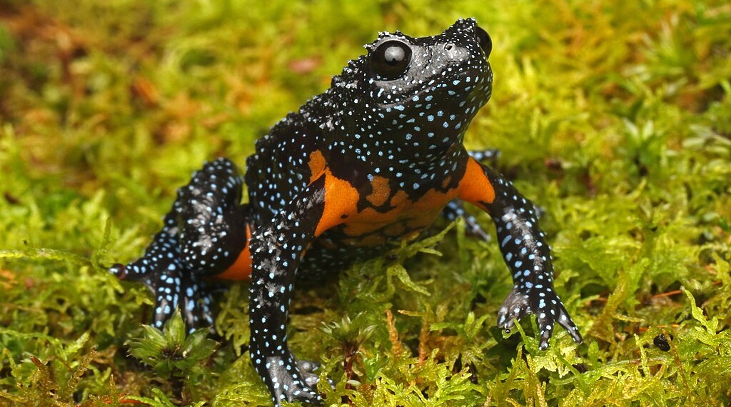 Galaxy frog