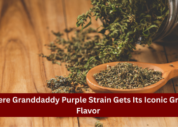 Granddaddy Purple Strain